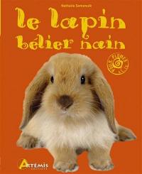 Le lapin bélier nain